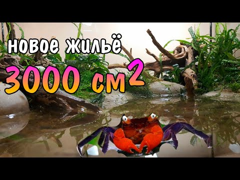 ЗАПУСК ОГРОМНОГО ТЕРРАРИУМА С КРАБАМИ Geosesarma sp. Red Devil