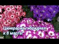 Цинерария гибридная к 8 марта!