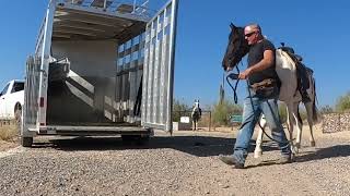 Trailer loading colt starting