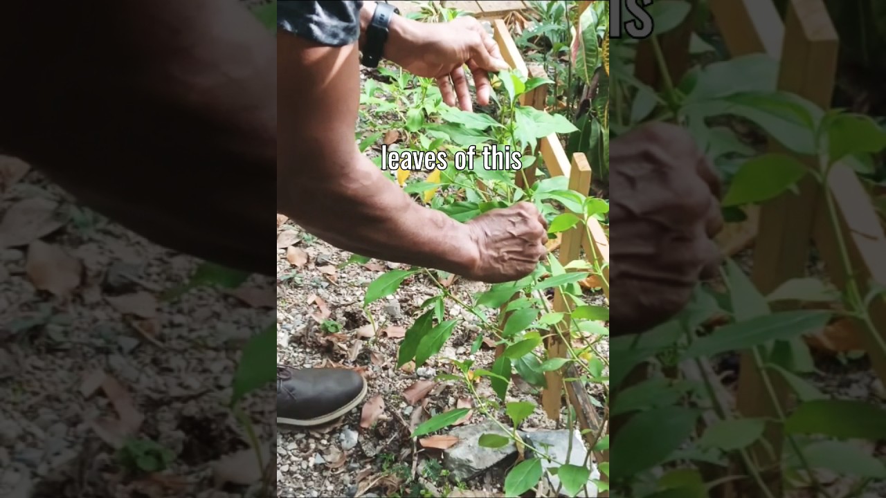 Ditch Chemicals-- Make Mouthwash From This Powerful Plant. 
