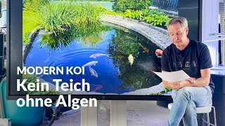 This is the most important plant in a koi pond | Modern Koi Blog #7646