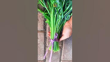 This bundle knot for you #shorts #knot #bundleknot #knottutorial #easyknot @DoiT_03