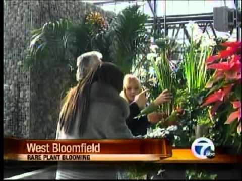 Agave Bloom at the Planterra Conservatory