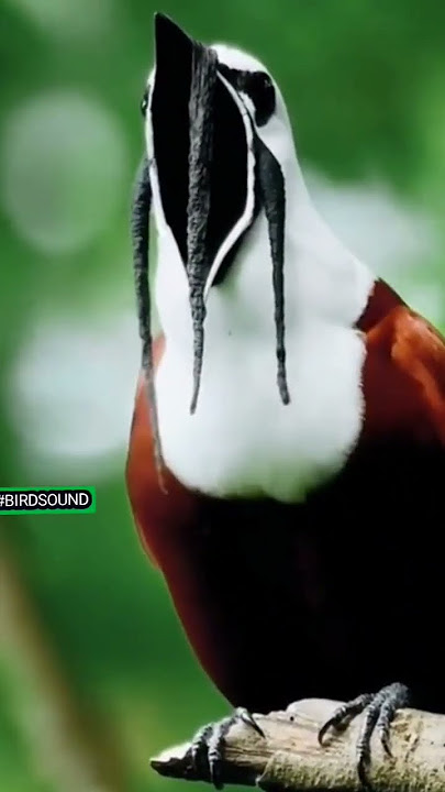 😱BIRD SOUND LIKE TARZAN😱 #tarzan #birds #wow  #birdsounds #amazing #satisfying #foryou #viral #funny