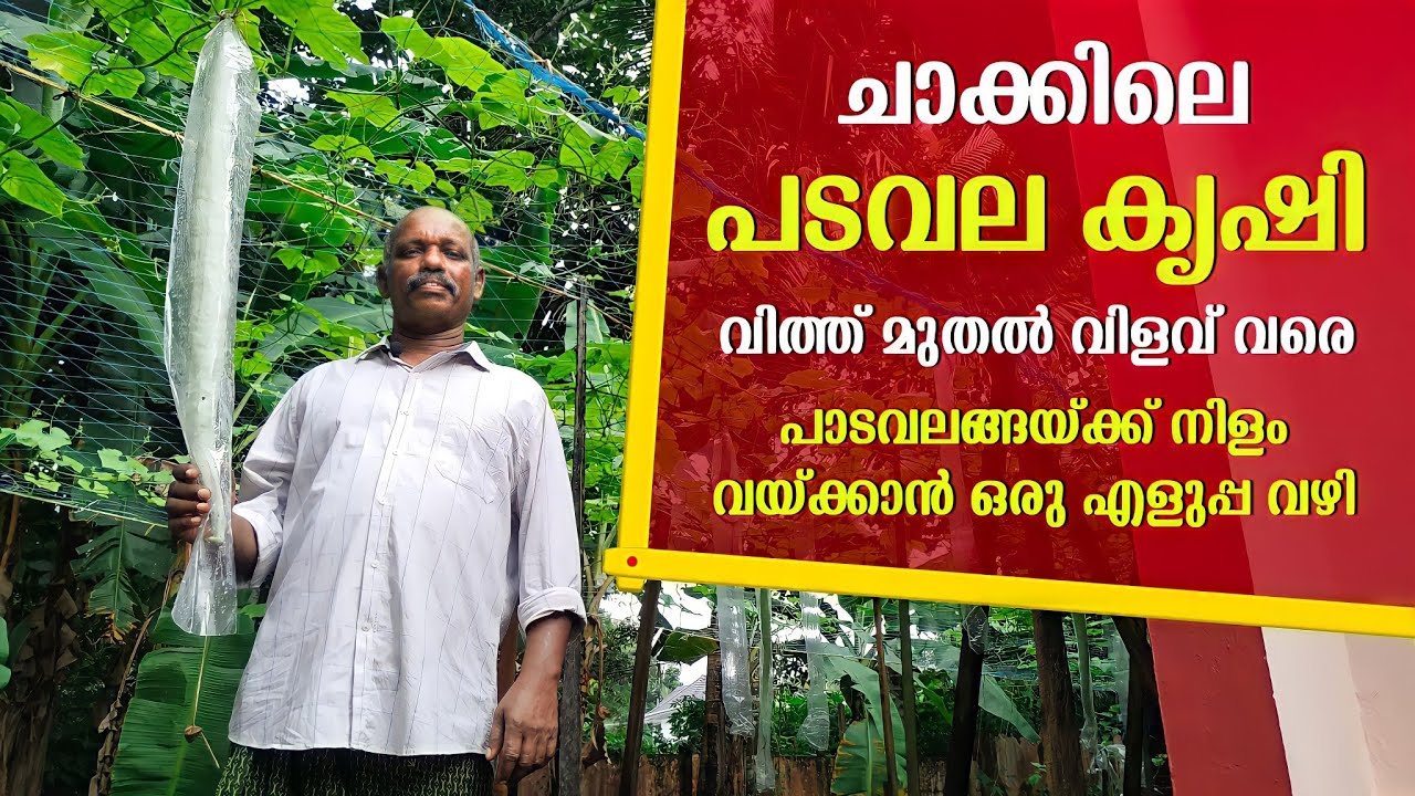 പടവലയ്ങ്ങ കൃഷിയുടെ മുഴുവൻ കാര്യങ്ങളും ഒറ്റ വീഡിയോയിൽ | Padavalanga Krishi | Snake Gourd Cultivation