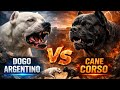 Cane Corso Vs Dogo Argentino Strongest Dog Tournament 2026