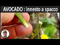 INNESTARE L'AVOCADO, how to graft avocado, injerto de aguacate