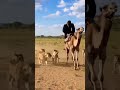 #wildlife