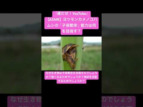 【ASMR】ヨツモンカメノコハムシの「子孫繁栄」能力は何を目指す？ #sdgs #bug #虫の音 #insects #sound #癒し #asmr #自然 #matingseason #交尾の音