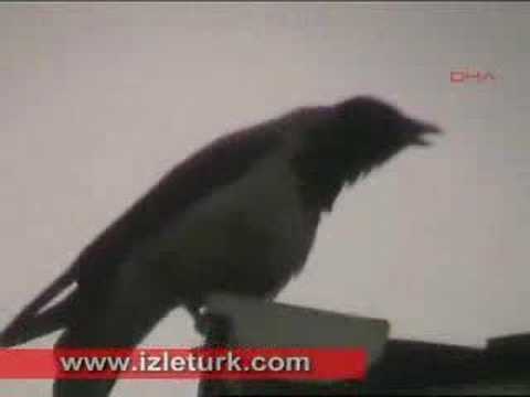 Crow saying ALLAH cc""  amazing * subhanALLAH