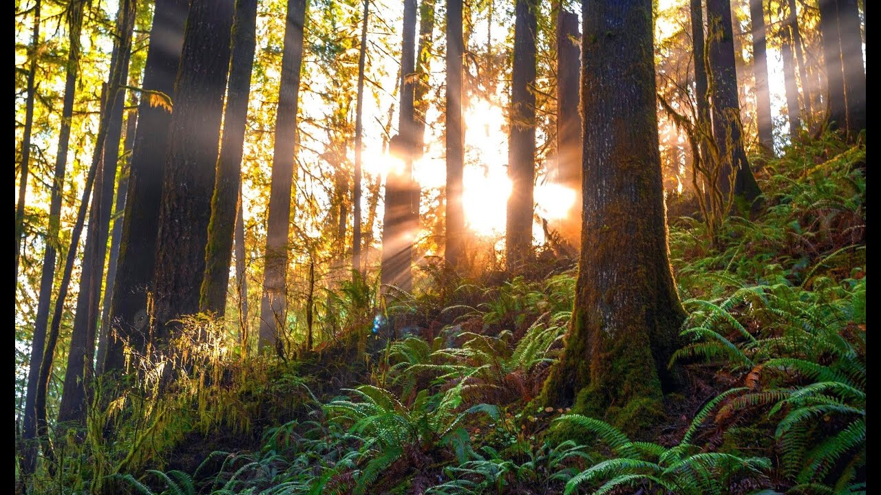 Magical morning Forest RELAX ВОЛШЕБНОЕ УТРО В ЛЕСУ