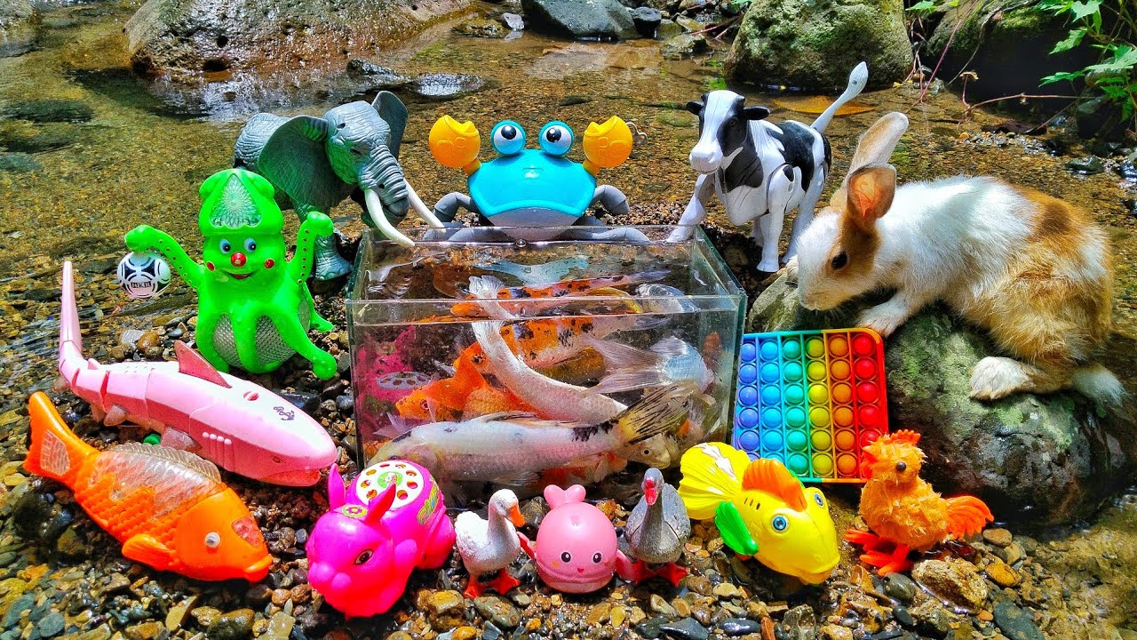 Catching ornamental fish in the river, sharks, ducks, goldfish,nemo ...