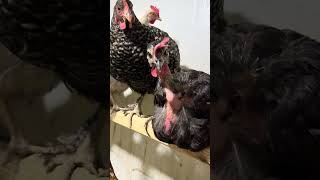 #flash #chicken #evening