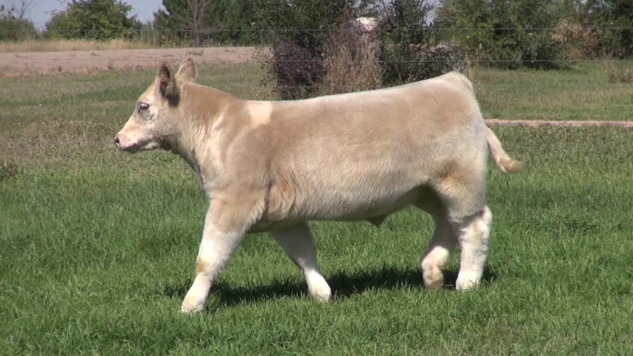 16 smoke & white steer