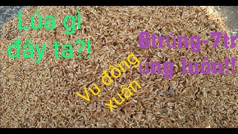 Xuống giống vụ đông xuân/cảnh người dân xạ lúa/nông dân làm ruộng.