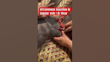 Intravenous injection in jugular vein l dr Umar khan