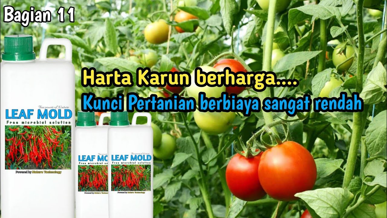 Leaf Mold adalah harta Karun milik petani, starter tanpa paten #Jadam 11
