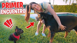 Así Reacciona Mi PERRO a Un CACHORRO NUEVO 😱 ENCUENTRO entre KARIM y LOKI 🔥 Sandra Cires Art