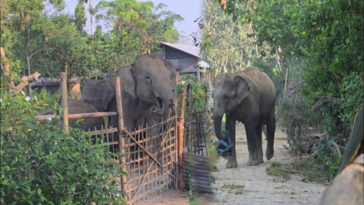 30 November 2025!!#assam #elephant 