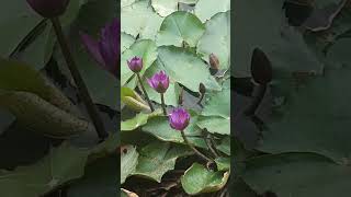 Water Lily, Lemon Gr & Pandan Leaves