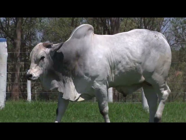 Lote 31A   Leilão Virtual João Seiscento