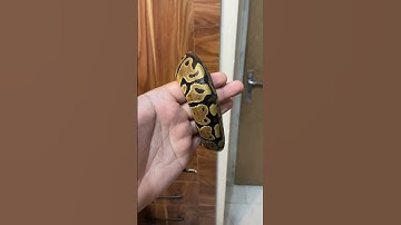 تفاوت وزن بال پایتون ماده و نر 🐍 #مار #reptile #ballpython #پایتون #ballpythonsnake #python