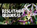 Rescatando Orquídeas del Bosque | Finca Dracula