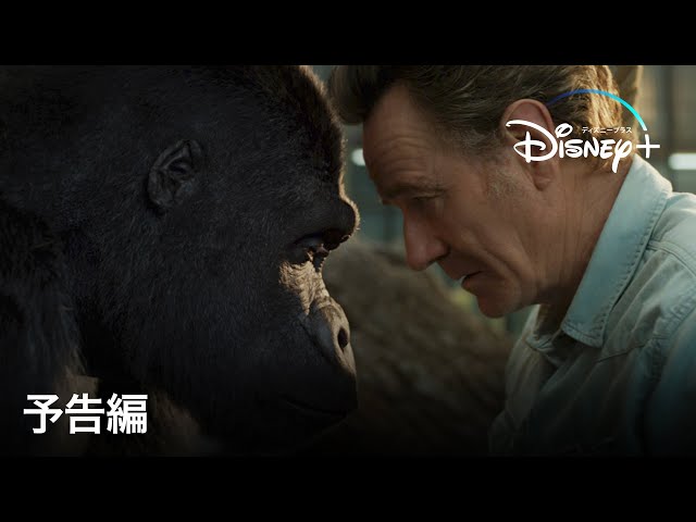Disney ディズニープラス ゴリラのアイヴァン Disney ディズニープラス ゴリラのアイヴァン