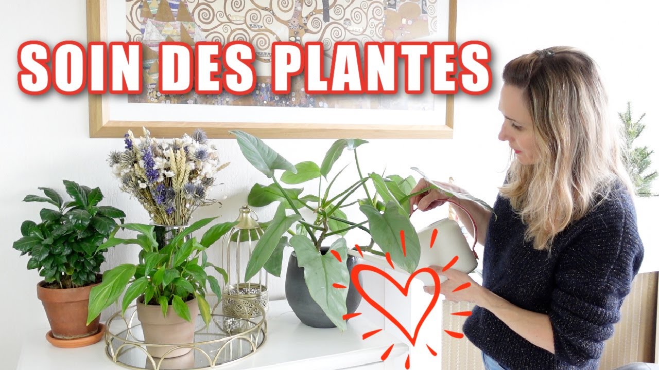 🪴 Comment arroser les plantes en suspension ? 🌿 Astuces plantes d' intérieur 