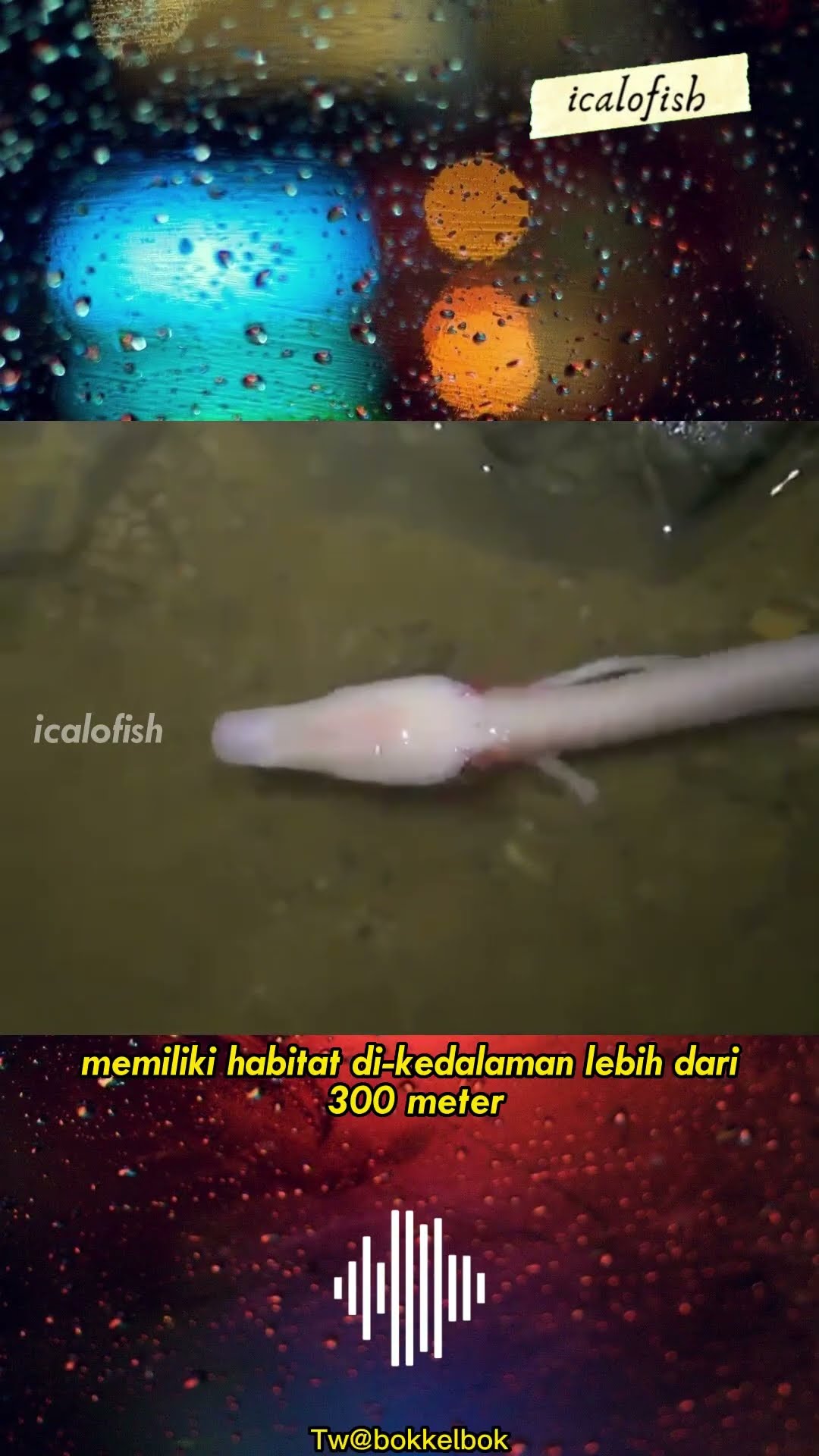 Olm Naga Air Berusia 100 Tahun #shorts #nagaair #icalofish #axolotl #olm #hewanunik - YouTube