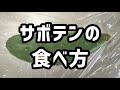 サボテンの食べ方‐下処理と調理‐やってみた