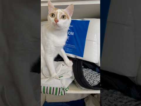 Cat’s Playful Moves (猫の遊び心のある動き)
