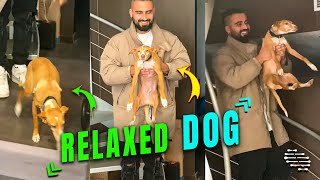 Relaxed Dog Carried by Dad Downstairs