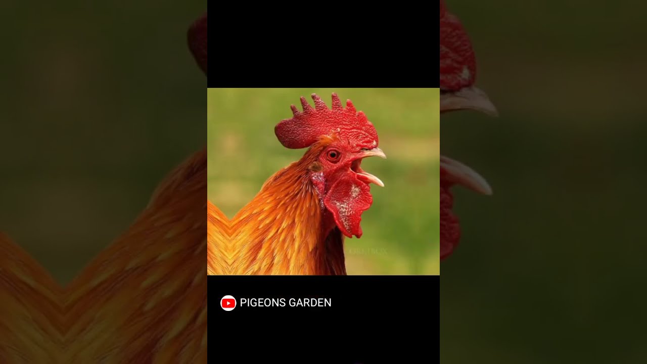 COCK LOVER 💞💞 || #pigeons_garden