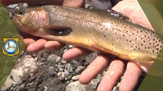 Cutthroat Spawning - Yellowstone Cutthroat Trout