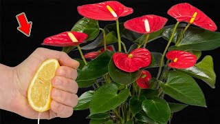 Just a few drops! ANTHURIUM roots and blooms extremely quickly