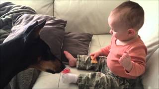 Baby Shares With Doberman