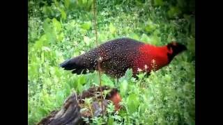 Birds of Bhutan