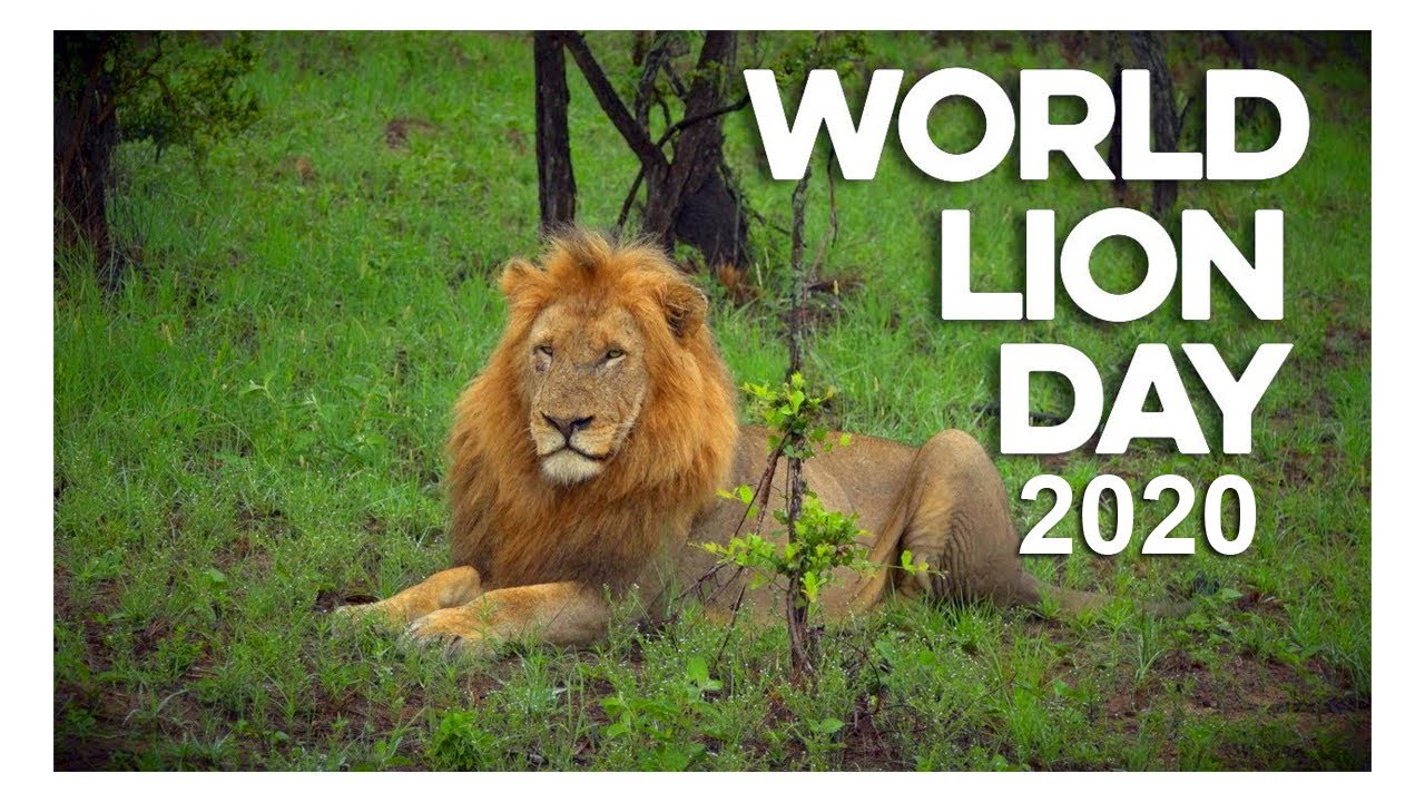 Август лев даты. Всемирный день Льва (World Lion Day). Лев для ворда. Лев на один день. Лев даты.