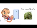 Master kush strain review