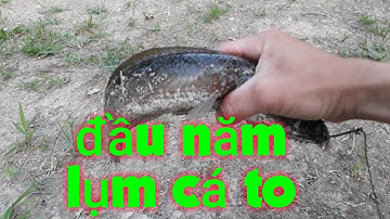 Câu cá lóc bằng vịt đầu năm lụm cá lóc quá dể dàng/san va bat
