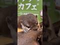 鬼毛繕いミクちゃん🪮 #カワウソ #otter #癒し