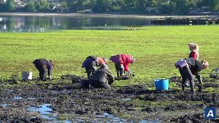 Las Mariscadoras Vuelven A Cesantes Después De Tres Meses Sin Actividad