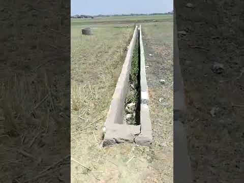 القرايب تربة مالحه فيها دوود