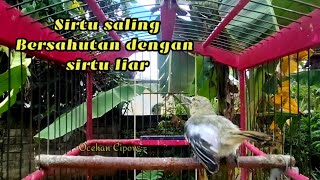 Sirtu Gacor saling bersahutan dengan sirtu alam liar,Ampuh untuk dongkrak emosi