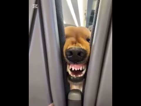 Funniest Service Dog on a Plane – You’ll Love His Expressions #doggielife #dog #funny