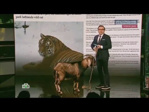 Про дружбу тигра Амура и козла Тимура снимут кино