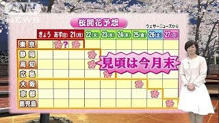 いよいよ本格的「花見シーズン」到来か　桜開花予想(16/03/19)