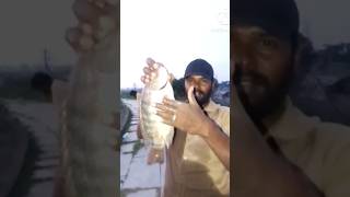 இன்று நல்ல வேட்டை 1kg ஜிலேபி மீன் fisherman fishing chennai lake fish subscribe