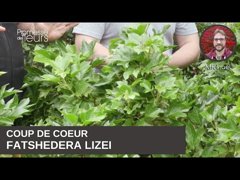 Video: Fatshedera Lizei Tree Ivy: Mga Kinakailangan sa Panloob Para sa Tree Ivies